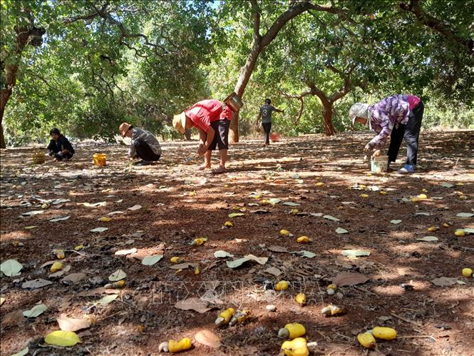 Nông dân 'thủ phủ' điều Bình Phước hồ hởi vào vụ thu hoạch - Ảnh 2