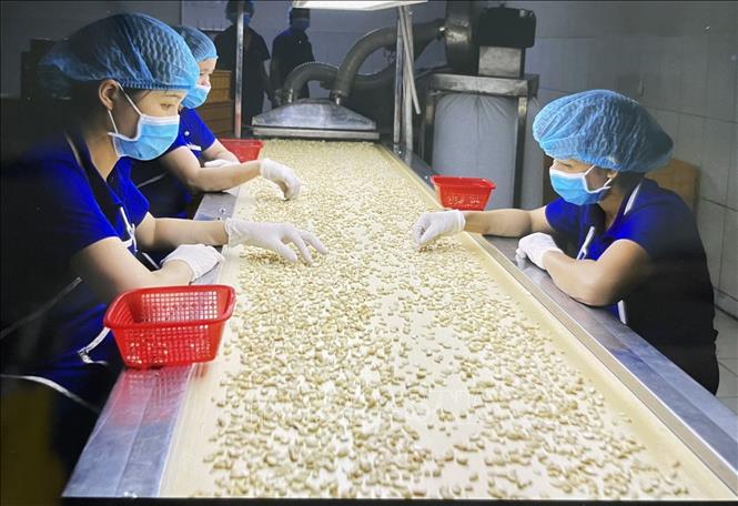 Hoá giải nghịch lý trong chuỗi cung ứng điều - Ảnh 2