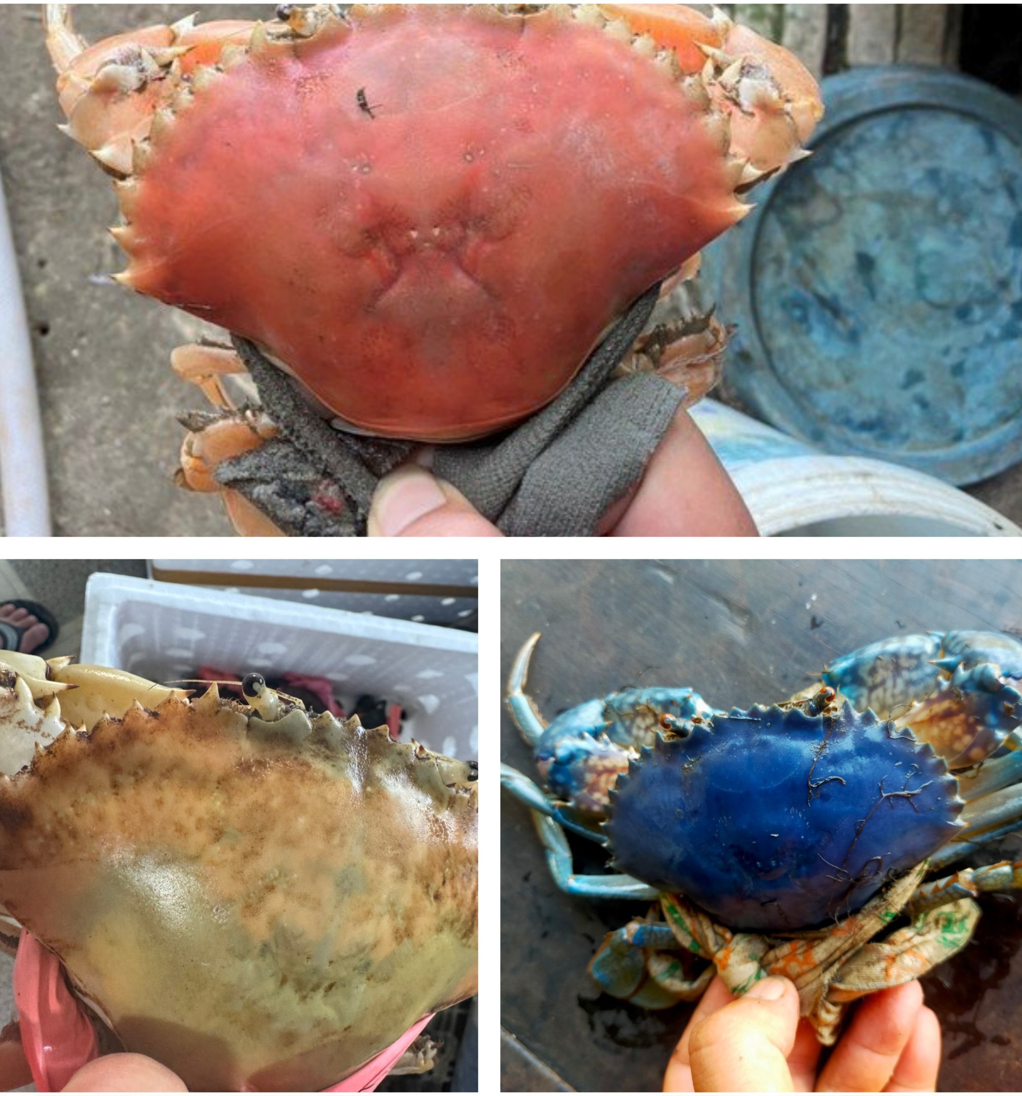 Cua biển Cà Mau có nhiều màu sắc "độc lạ" do đột biến gen? - Ảnh 1