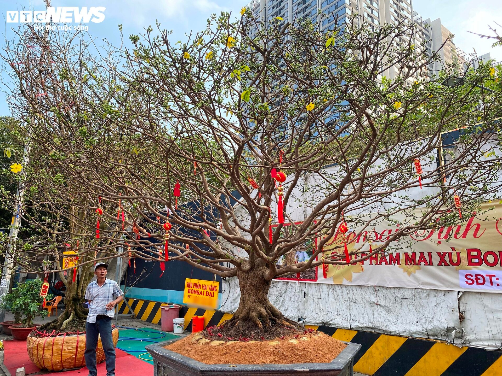 Cây mai bạc tỷ bán ở vỉa hè TP.HCM - Ảnh 1