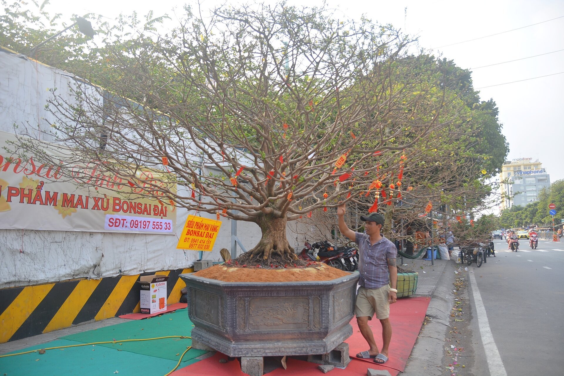 Cây mai bạc tỷ bán ở vỉa hè TP.HCM - Ảnh 9