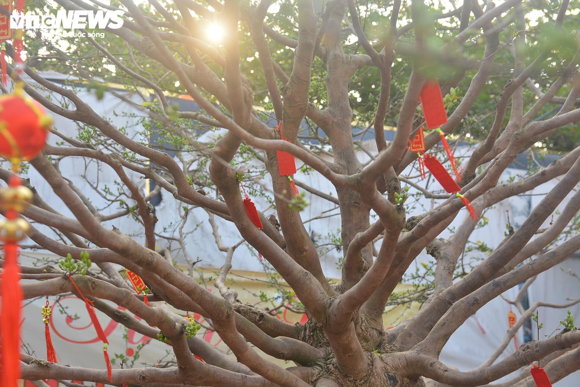 Cây mai bạc tỷ bán ở vỉa hè TP.HCM - Ảnh 2