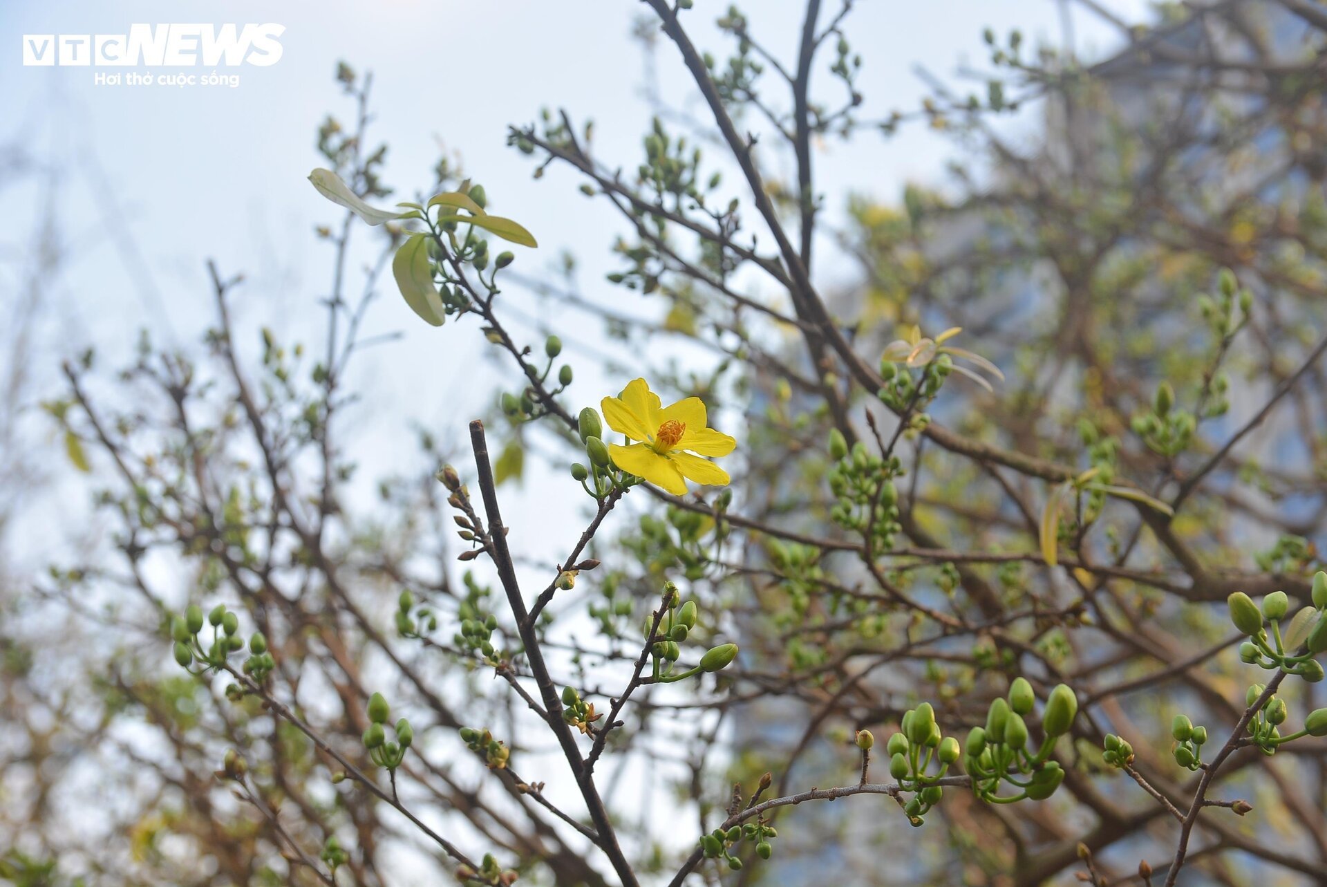 Cây mai bạc tỷ bán ở vỉa hè TP.HCM - Ảnh 3