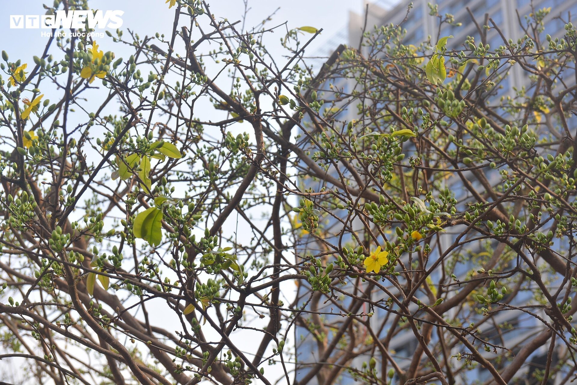 Cây mai bạc tỷ bán ở vỉa hè TP.HCM - Ảnh 4