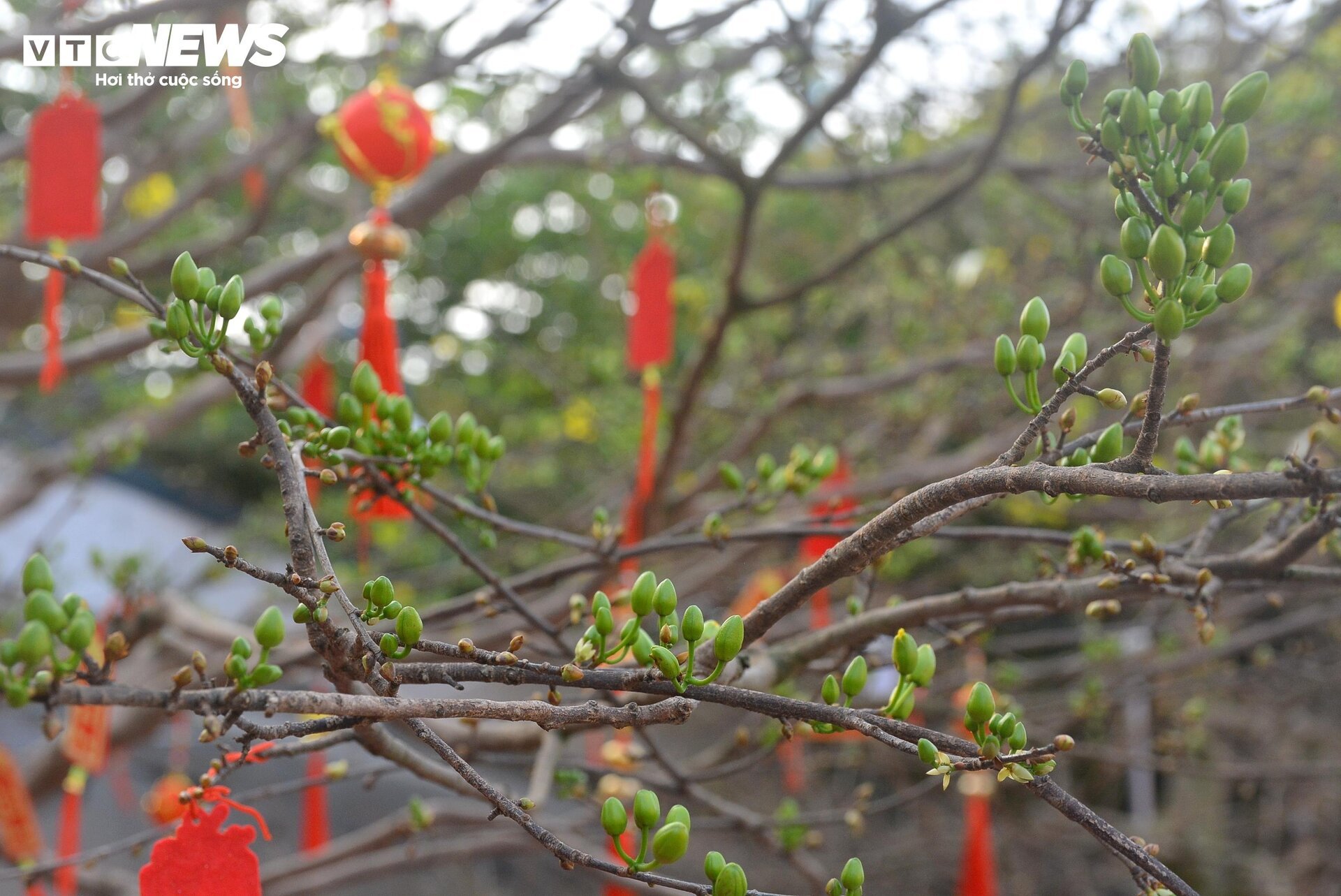 Cây mai bạc tỷ bán ở vỉa hè TP.HCM - Ảnh 5