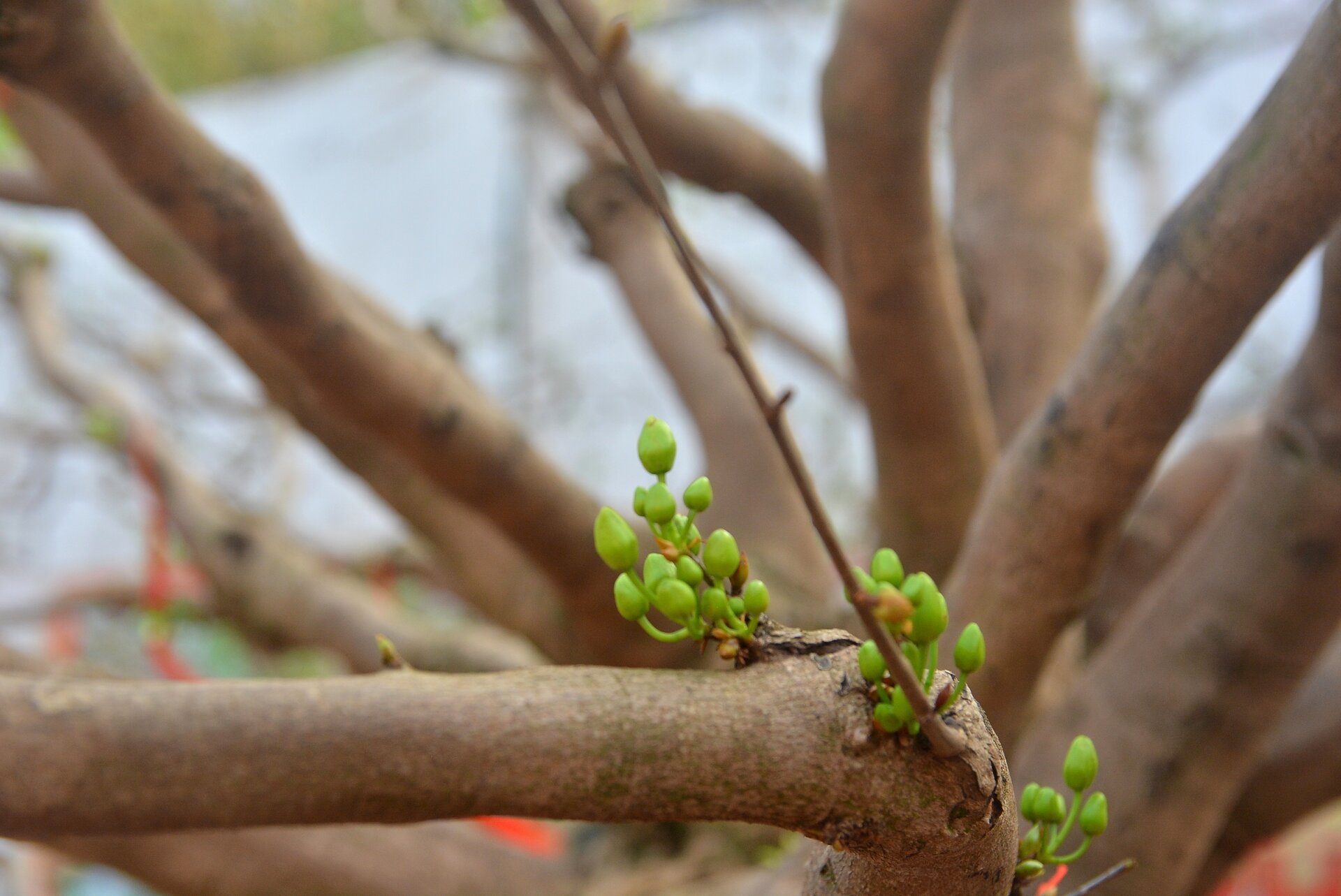 Cây mai bạc tỷ bán ở vỉa hè TP.HCM - Ảnh 8