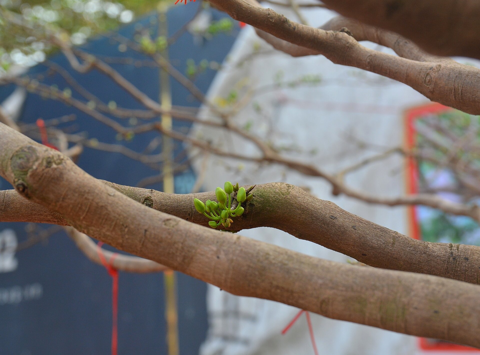 Cây mai bạc tỷ bán ở vỉa hè TP.HCM - Ảnh 7