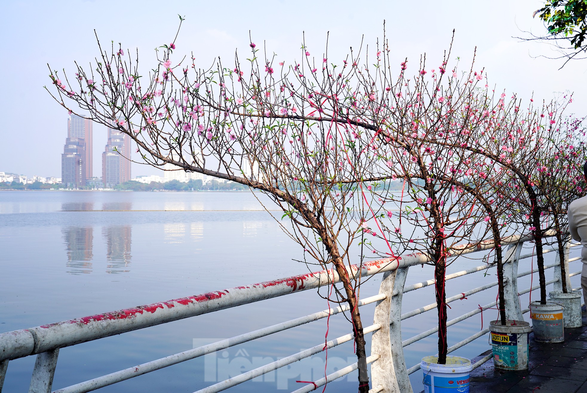 Đào quất 'ê hề', tiểu thương quyết không hạ giá dù sức mua kém - Ảnh 11