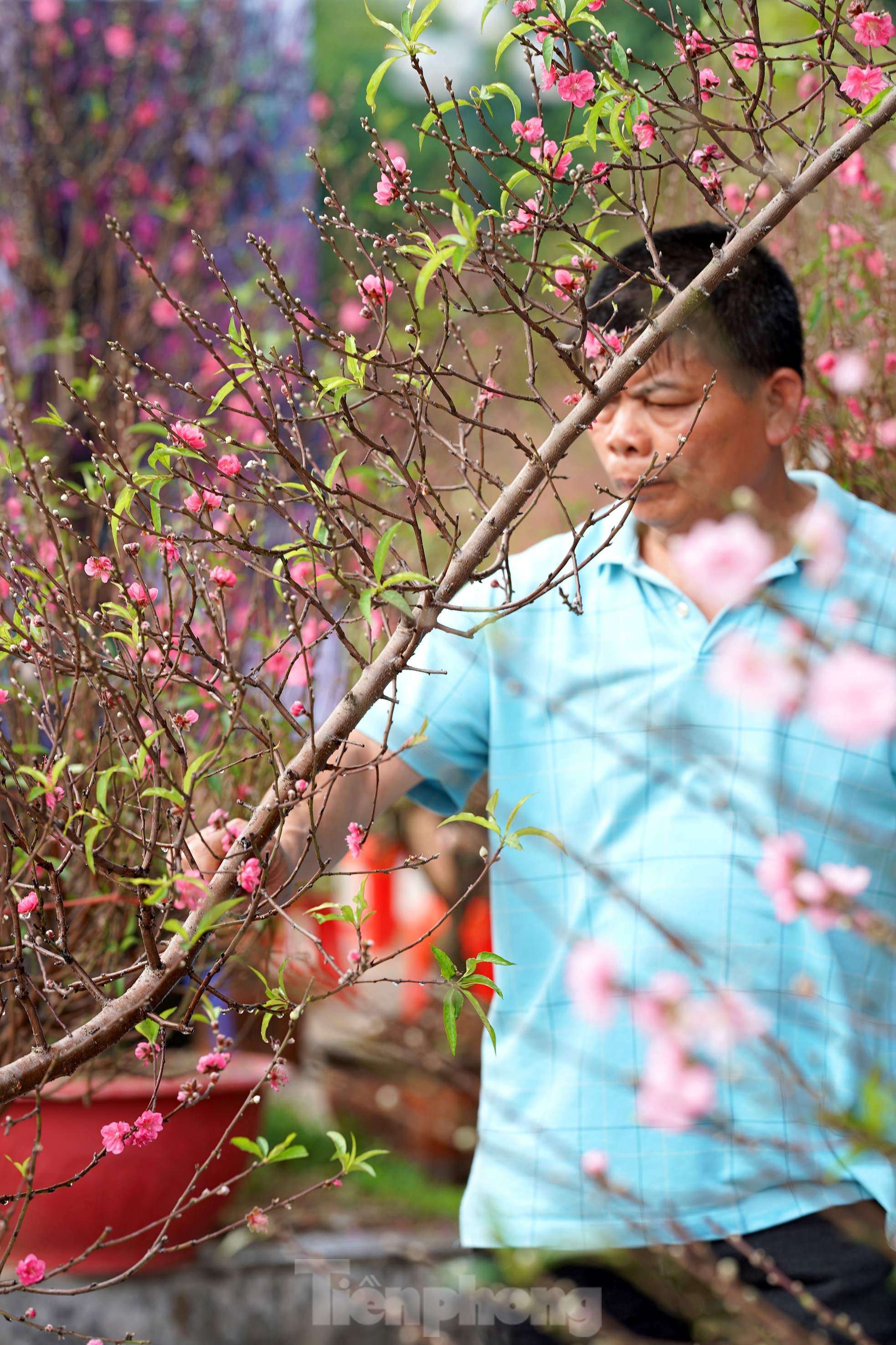 Đào quất 'ê hề', tiểu thương quyết không hạ giá dù sức mua kém - Ảnh 13