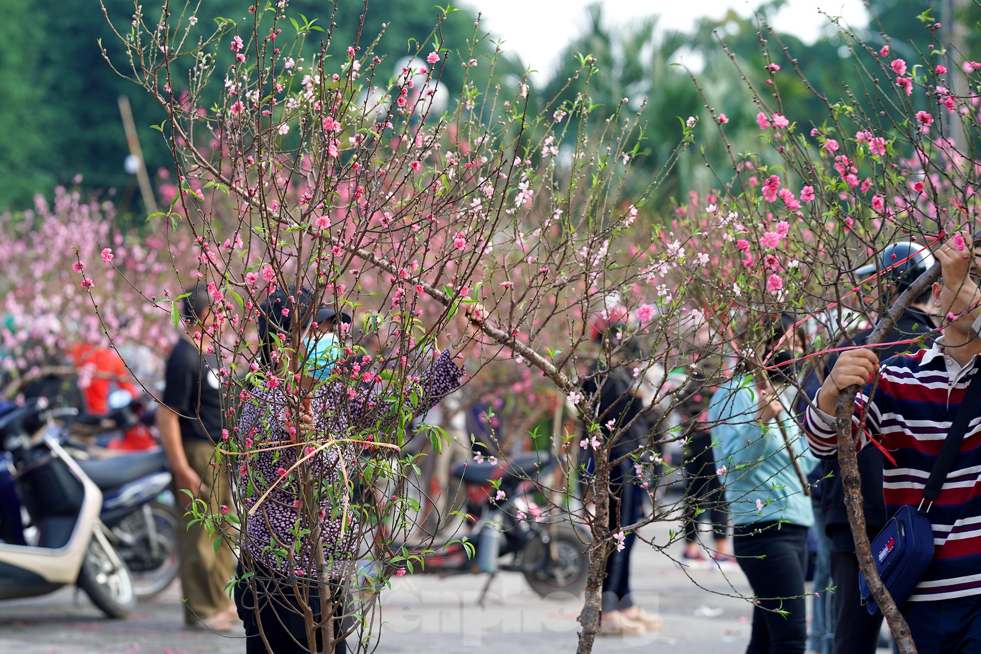 Đào quất 'ê hề', tiểu thương quyết không hạ giá dù sức mua kém - Ảnh 3