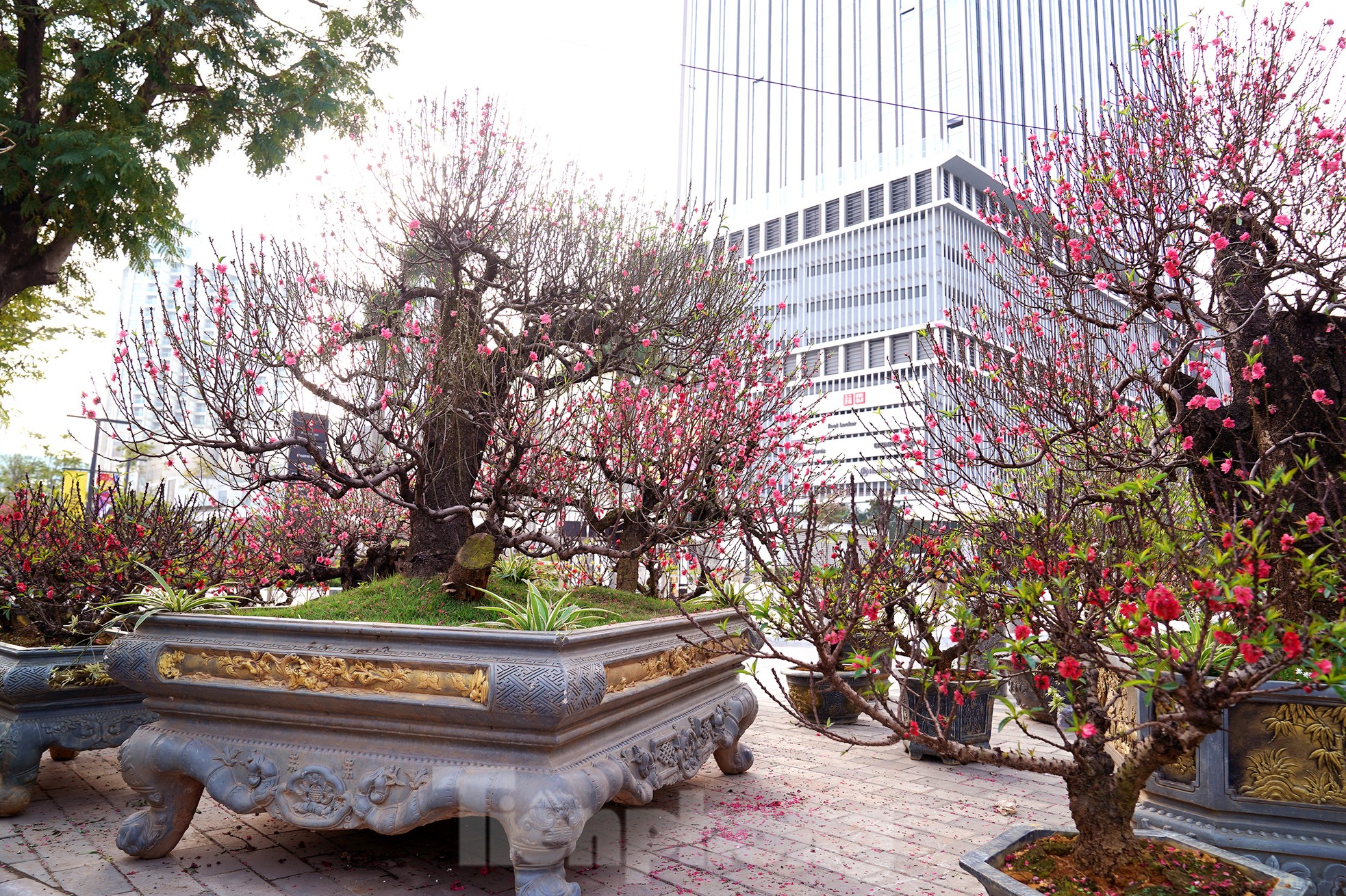 Đào quất 'ê hề', tiểu thương quyết không hạ giá dù sức mua kém - Ảnh 19