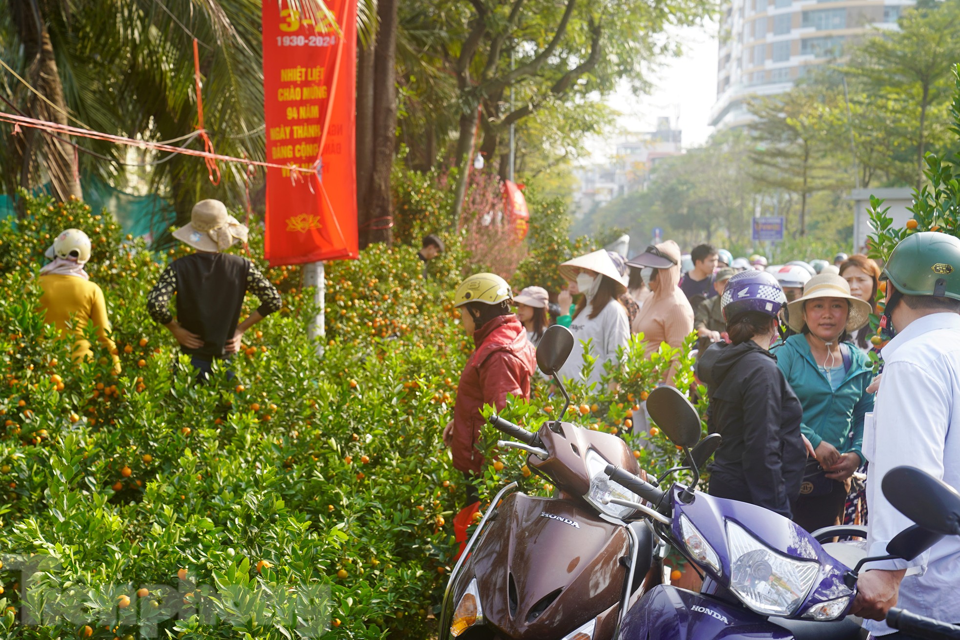 Đào quất 'ê hề', tiểu thương quyết không hạ giá dù sức mua kém - Ảnh 9