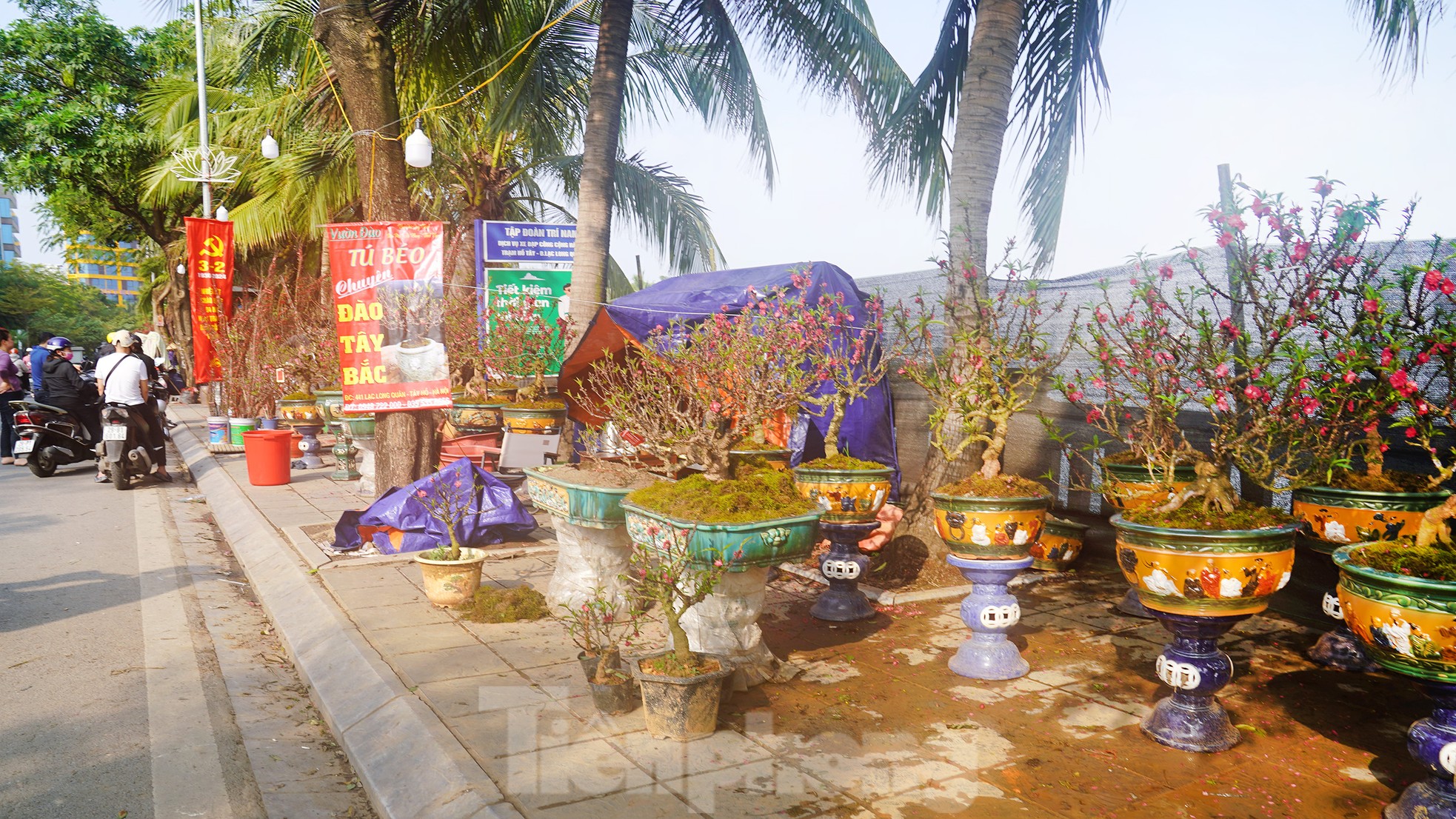 Đào quất 'ê hề', tiểu thương quyết không hạ giá dù sức mua kém - Ảnh 6