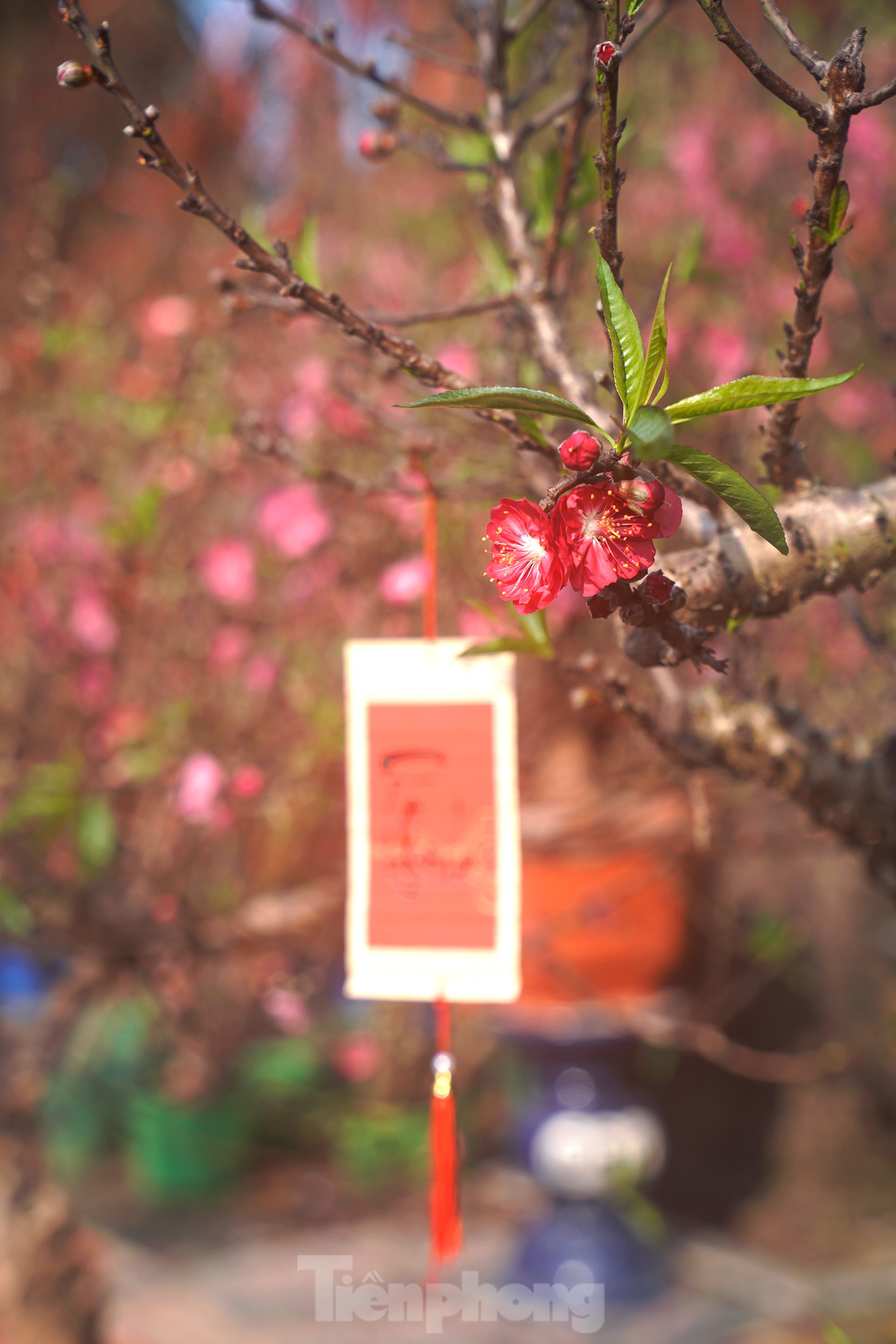 Đào quất 'ê hề', tiểu thương quyết không hạ giá dù sức mua kém - Ảnh 7