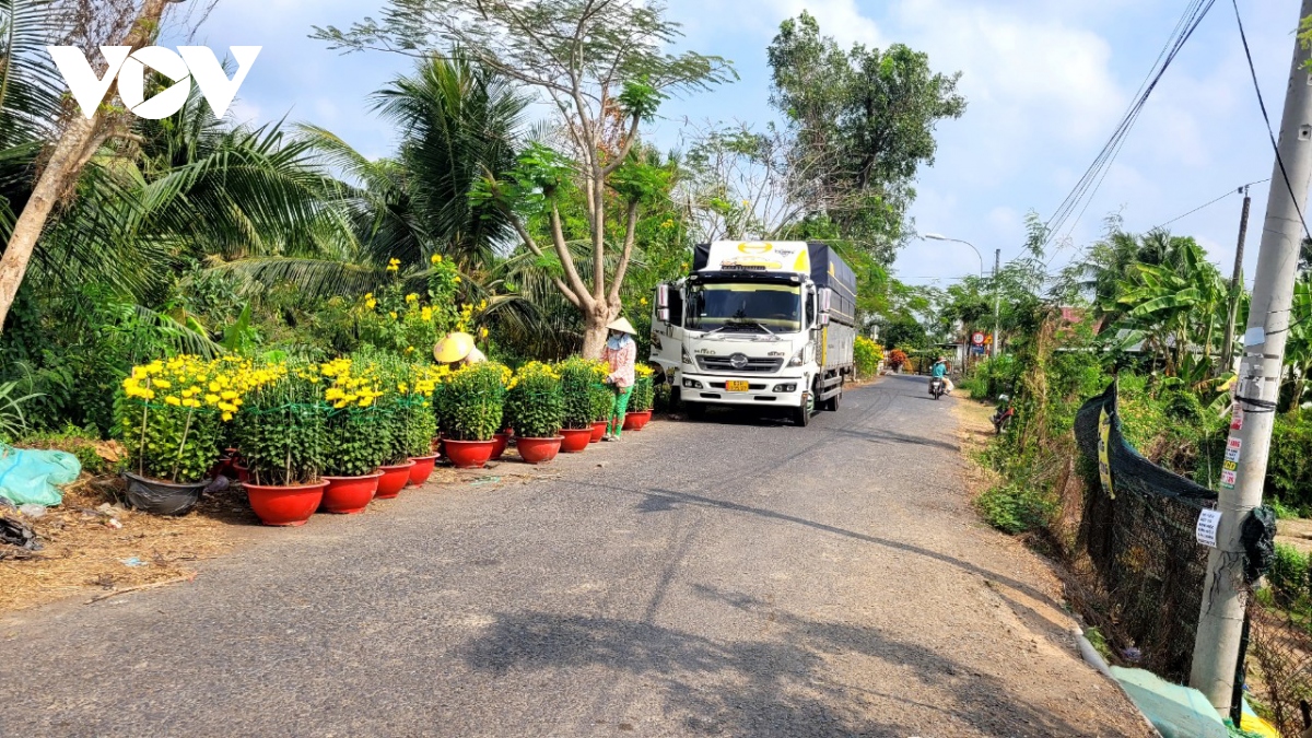 Người trồng hoa Tết ở Tiền Giang “méo mặt” vì giá thấp, dội hàng - Ảnh 2