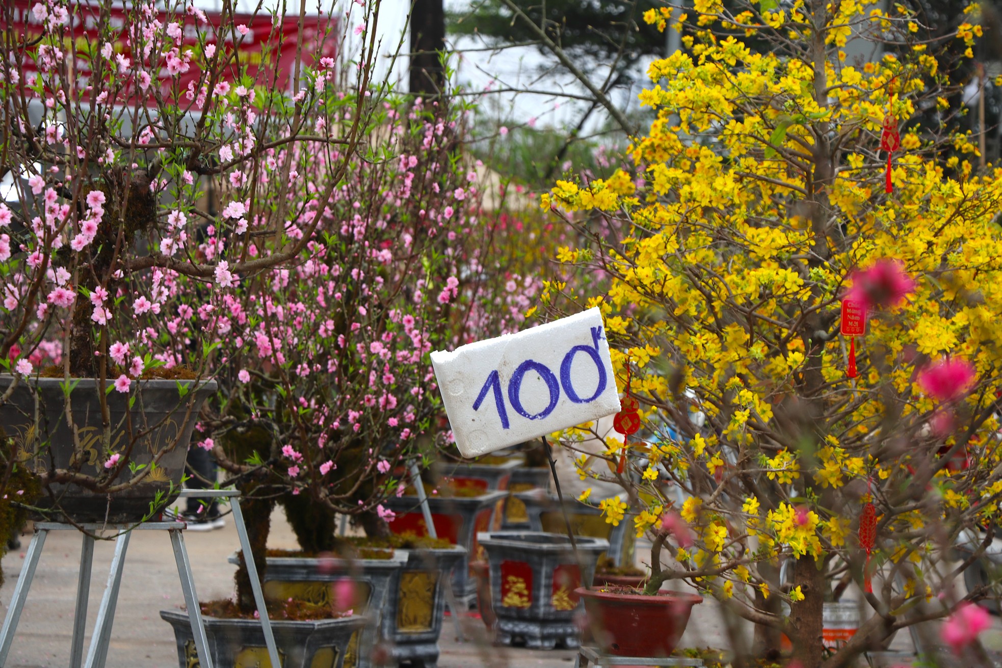 Mới 28 Tết đào quất đã 'đổ' ra đường, chỉ 80.000 đồng/cây - Ảnh 5