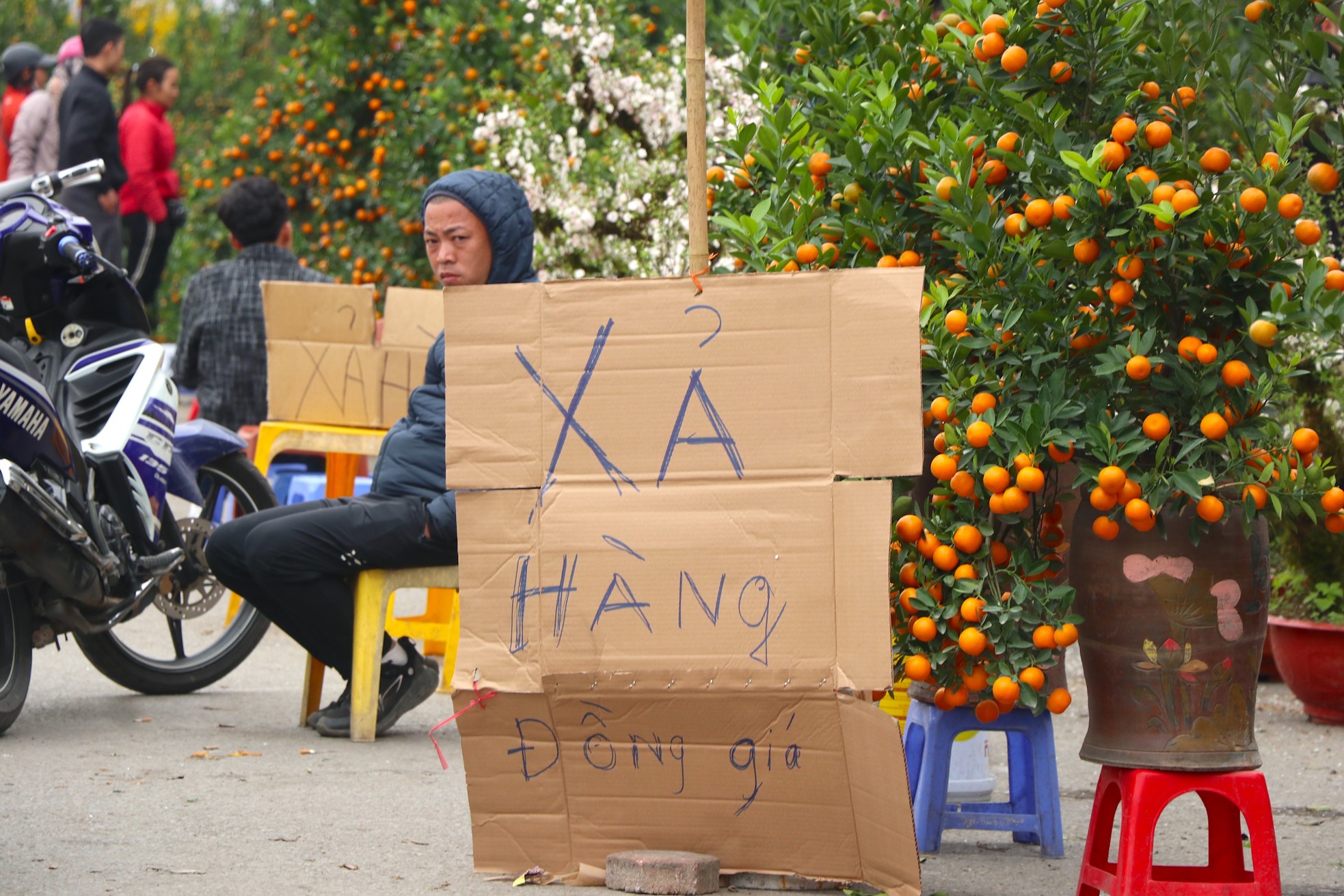 Mới 28 Tết đào quất đã 'đổ' ra đường, chỉ 80.000 đồng/cây - Ảnh 4