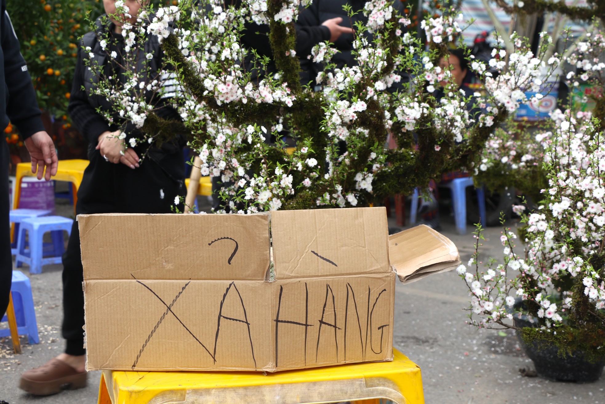 Mới 28 Tết đào quất đã 'đổ' ra đường, chỉ 80.000 đồng/cây - Ảnh 2