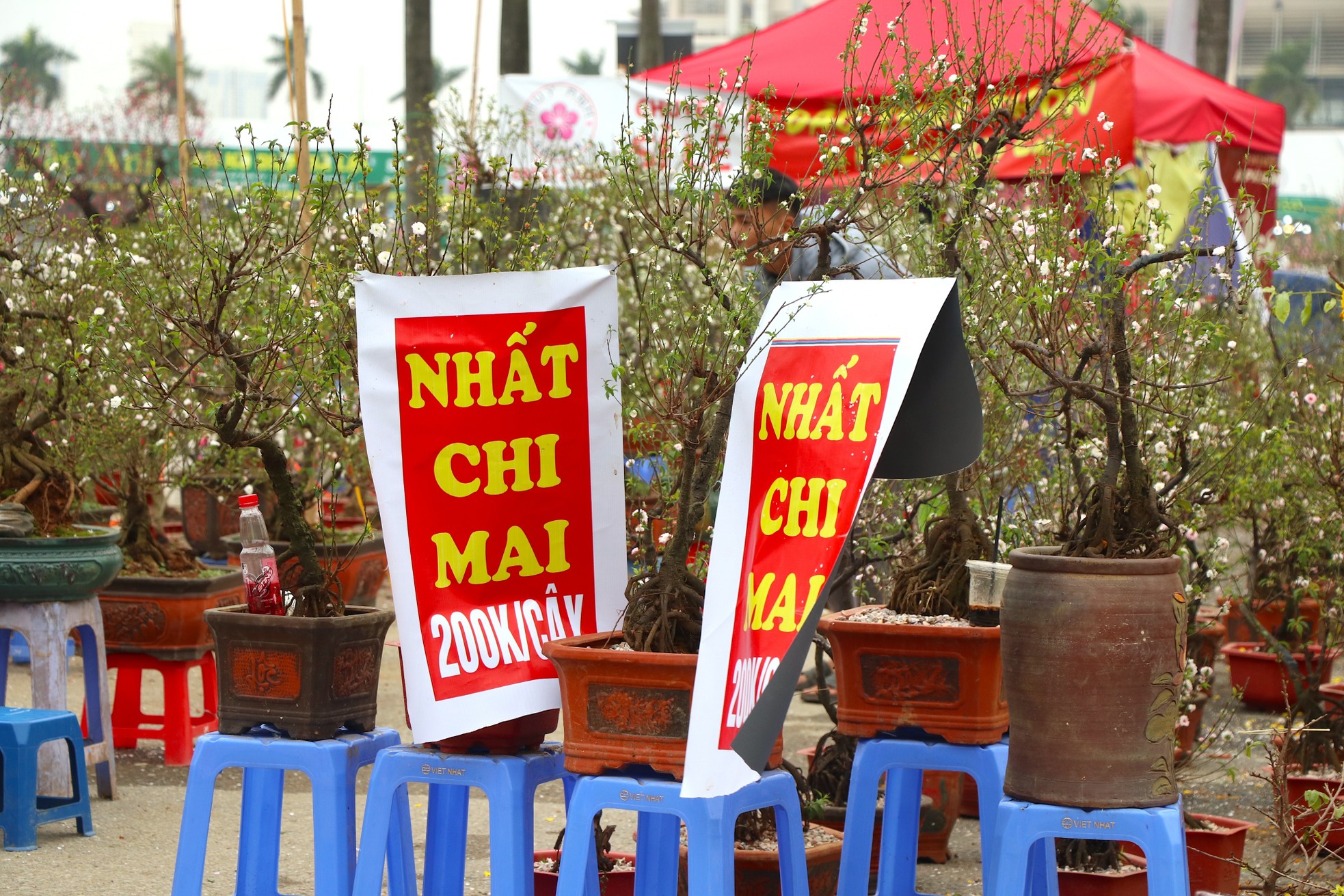 Mới 28 Tết đào quất đã 'đổ' ra đường, chỉ 80.000 đồng/cây - Ảnh 8