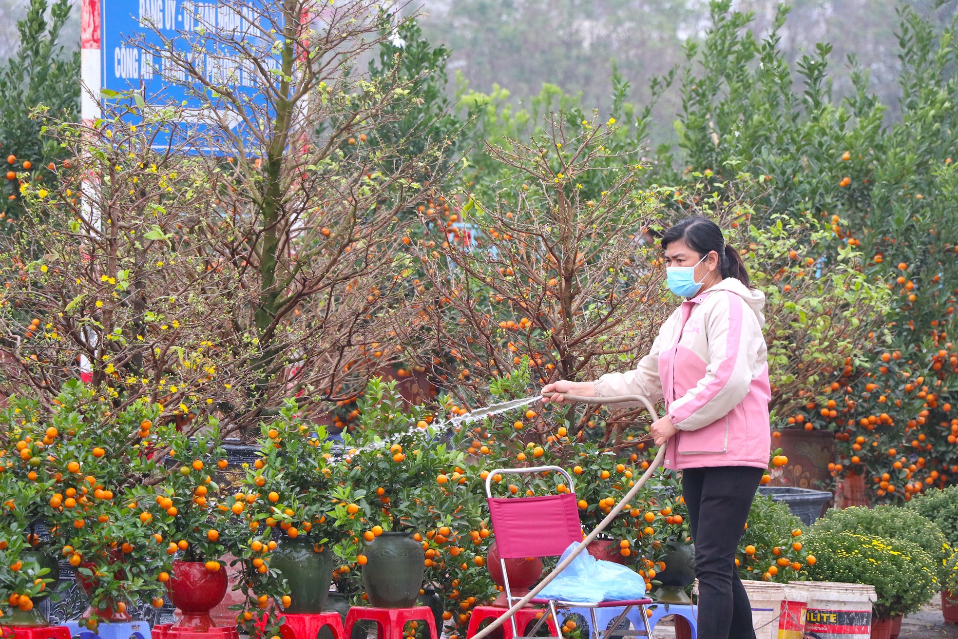 Mới 28 Tết đào quất đã 'đổ' ra đường, chỉ 80.000 đồng/cây - Ảnh 9