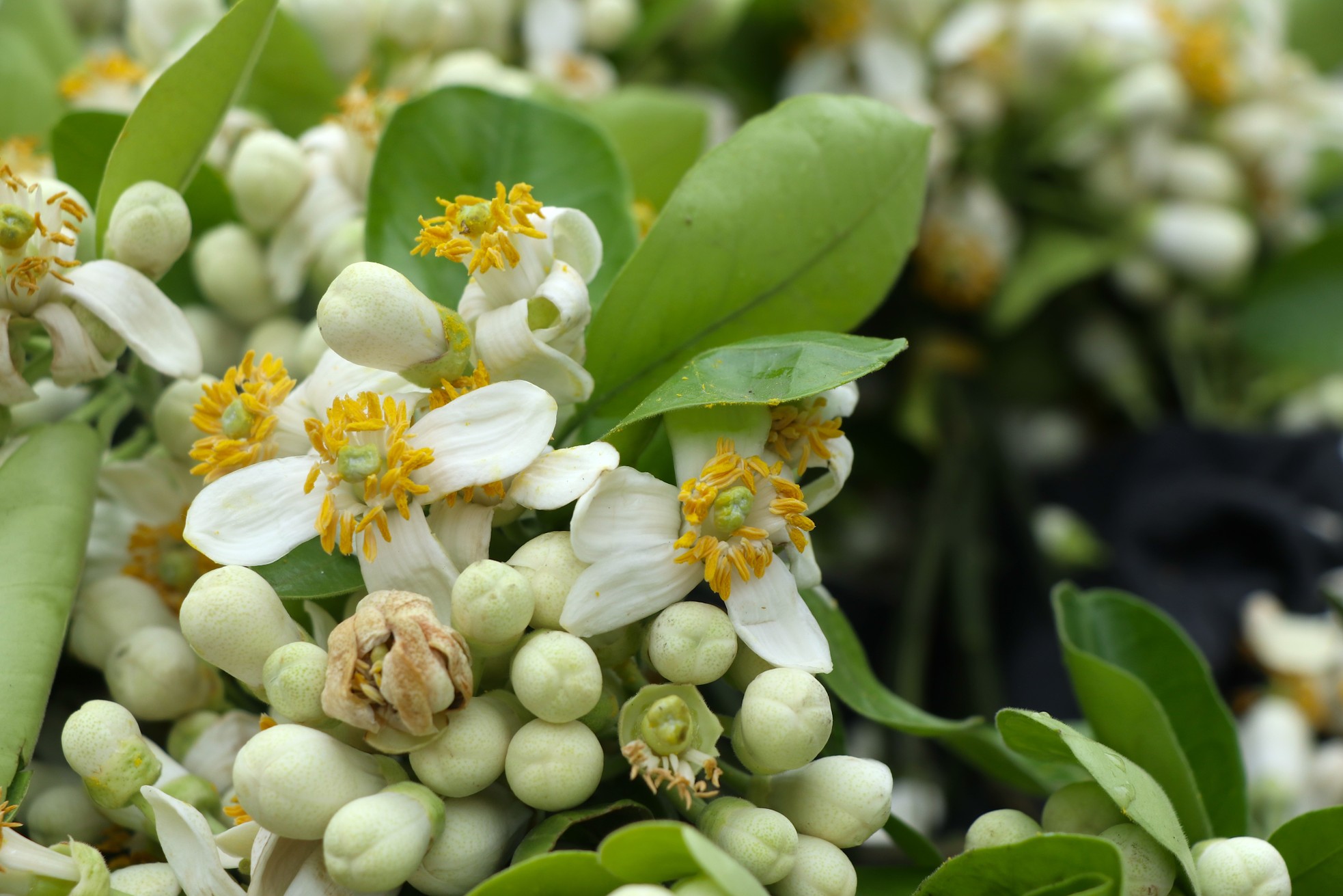 Hoa bưởi đầu mùa giá tới nửa triệu đồng/kg vẫn hút khách Hà Thành - Ảnh 7