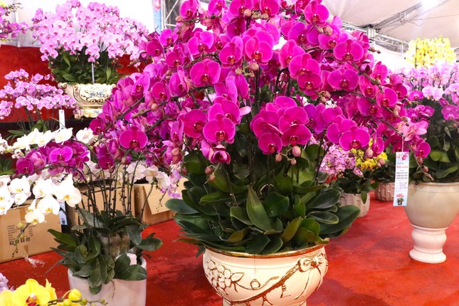 Chưa Tết lan hồ điệp đã ‘hạ nhiệt’ - Ảnh 1