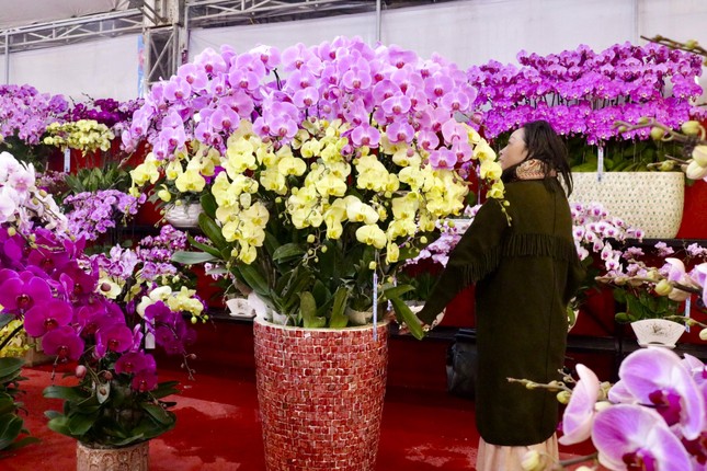 Chưa Tết lan hồ điệp đã ‘hạ nhiệt’ - Ảnh 3