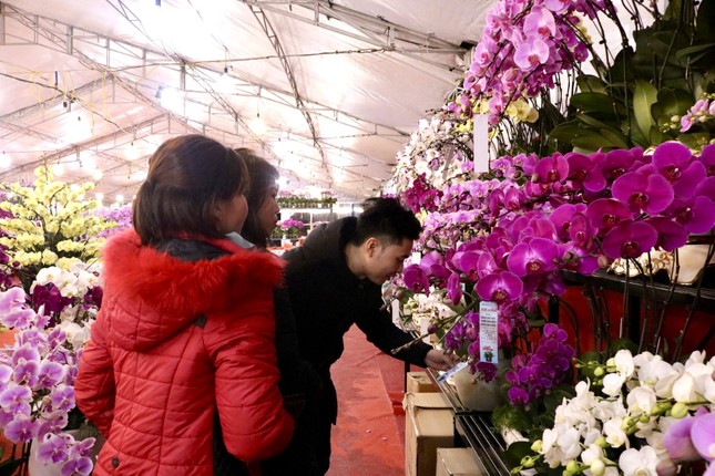 Chưa Tết lan hồ điệp đã ‘hạ nhiệt’ - Ảnh 2