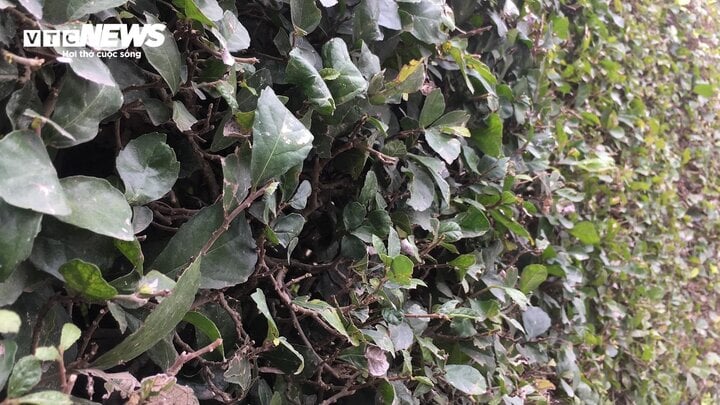 Ngắm linh vật xuân Giáp Thìn 2024 bằng cây duối độc nhất vô nhị - Ảnh 9