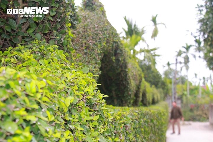 Ngắm linh vật xuân Giáp Thìn 2024 bằng cây duối độc nhất vô nhị - Ảnh 6