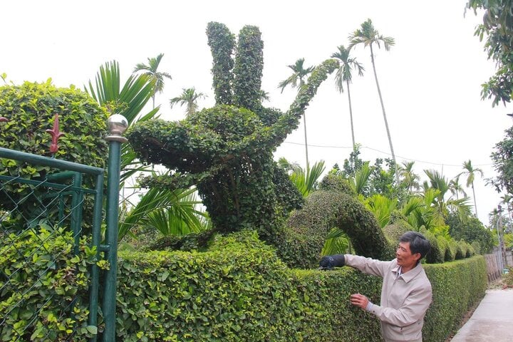 Ngắm linh vật xuân Giáp Thìn 2024 bằng cây duối độc nhất vô nhị - Ảnh 5