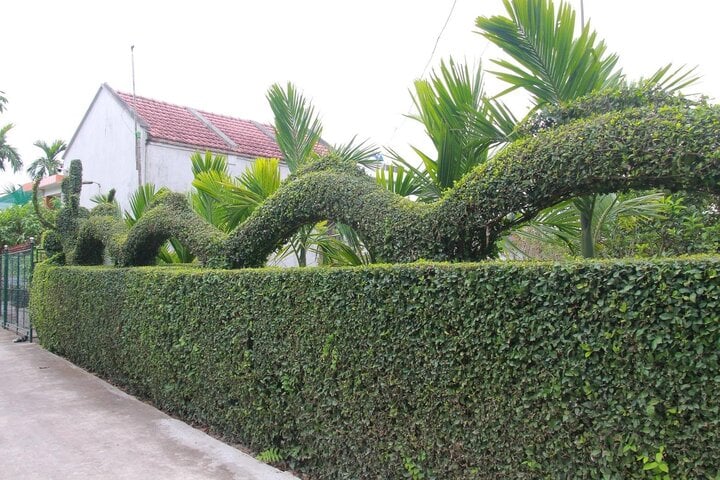 Ngắm linh vật xuân Giáp Thìn 2024 bằng cây duối độc nhất vô nhị - Ảnh 4