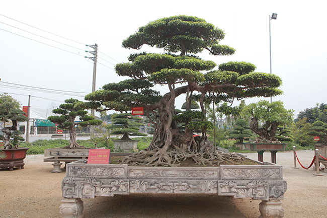 Top 3 siêu cây “dáng Rồng” đắt nhất Việt Nam: Có cây 50 tấn, giá hàng trăm tỷ đồng - Ảnh 3
