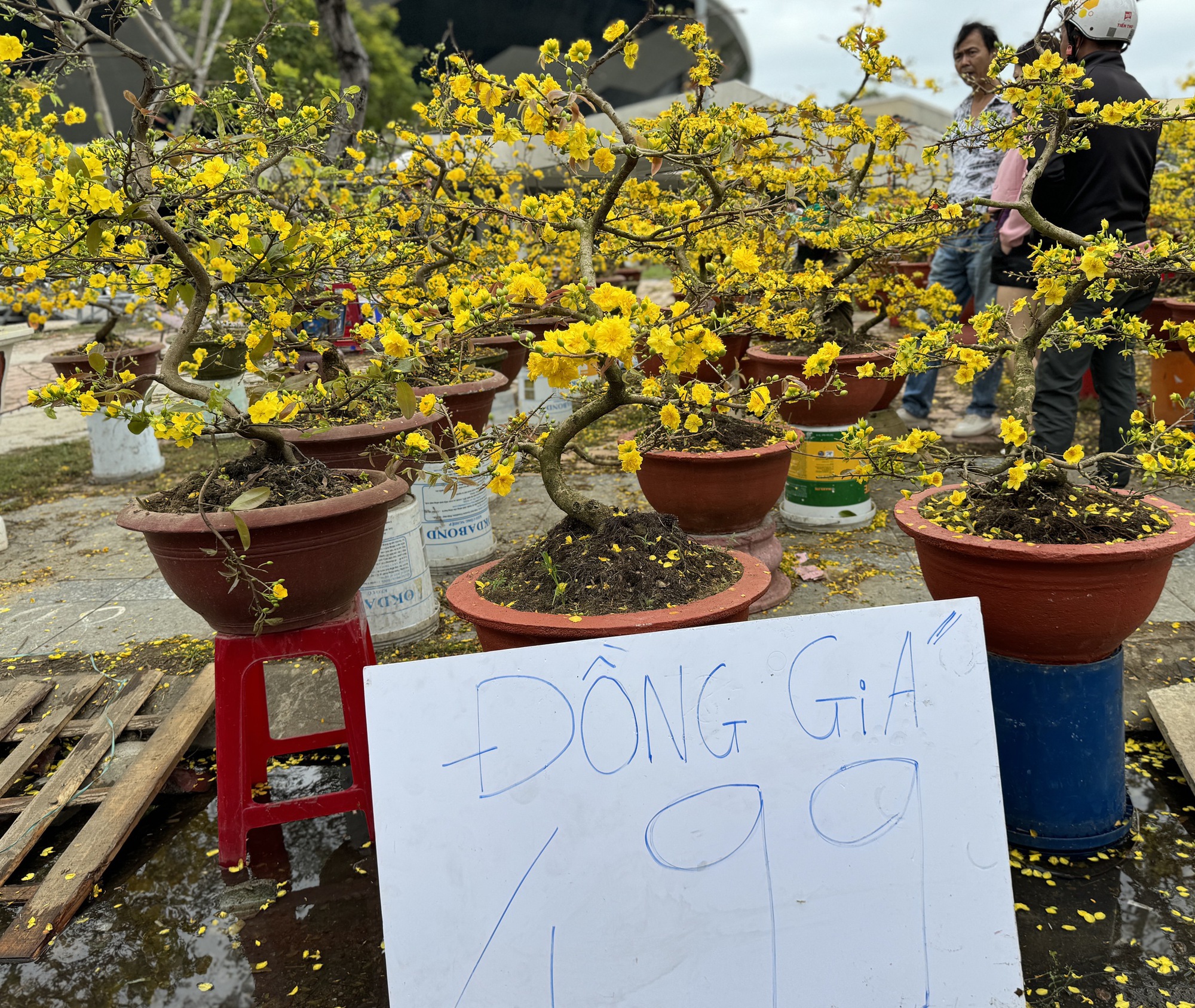 Mai đại hạ giá vẫn ế, nhiều tiểu thương đập chậu lấy gốc chở về - Ảnh 11