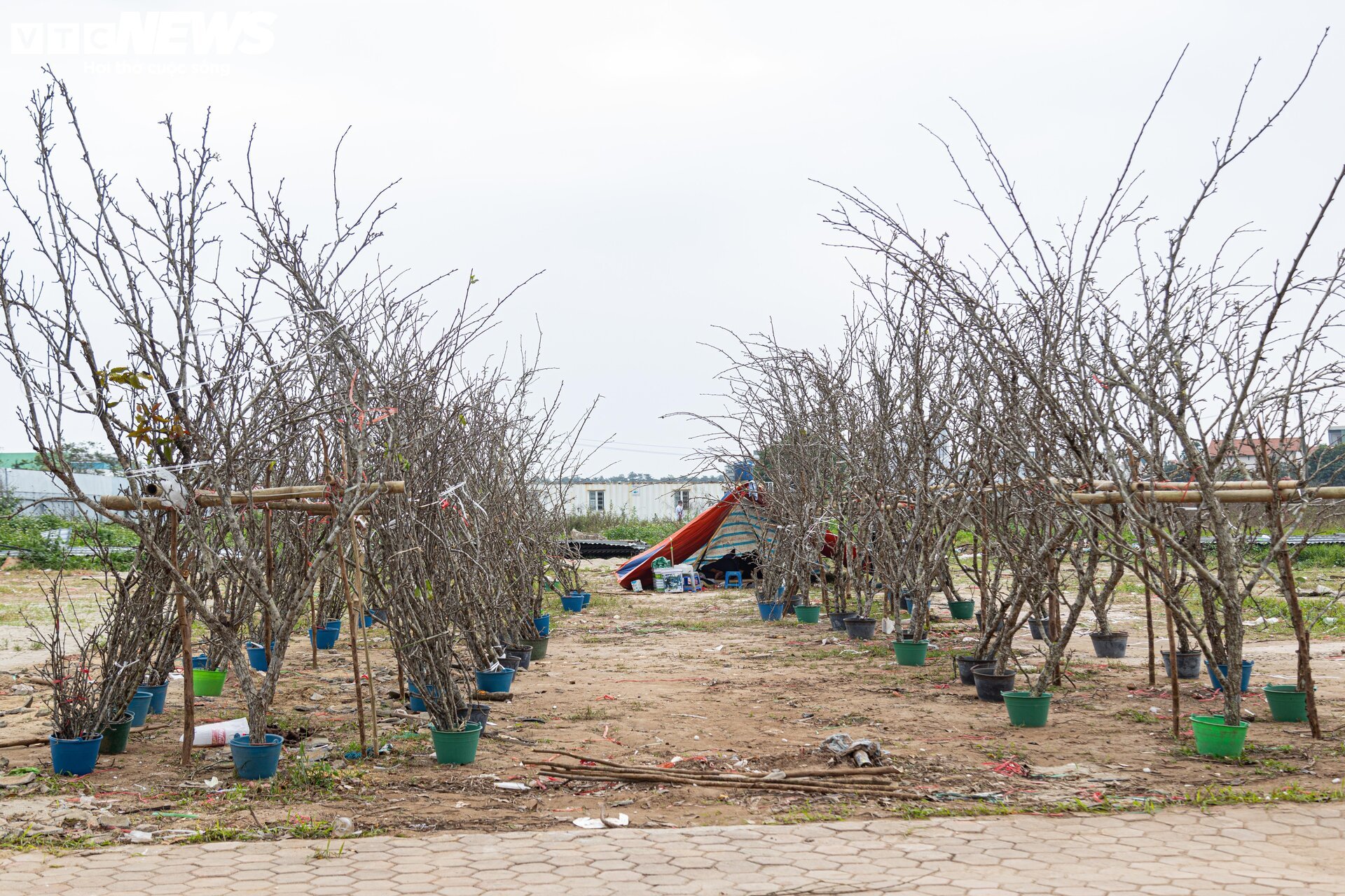 Tiểu thương 'xả' đào, quất sau Tết, bán giá rẻ như cho - Ảnh 16