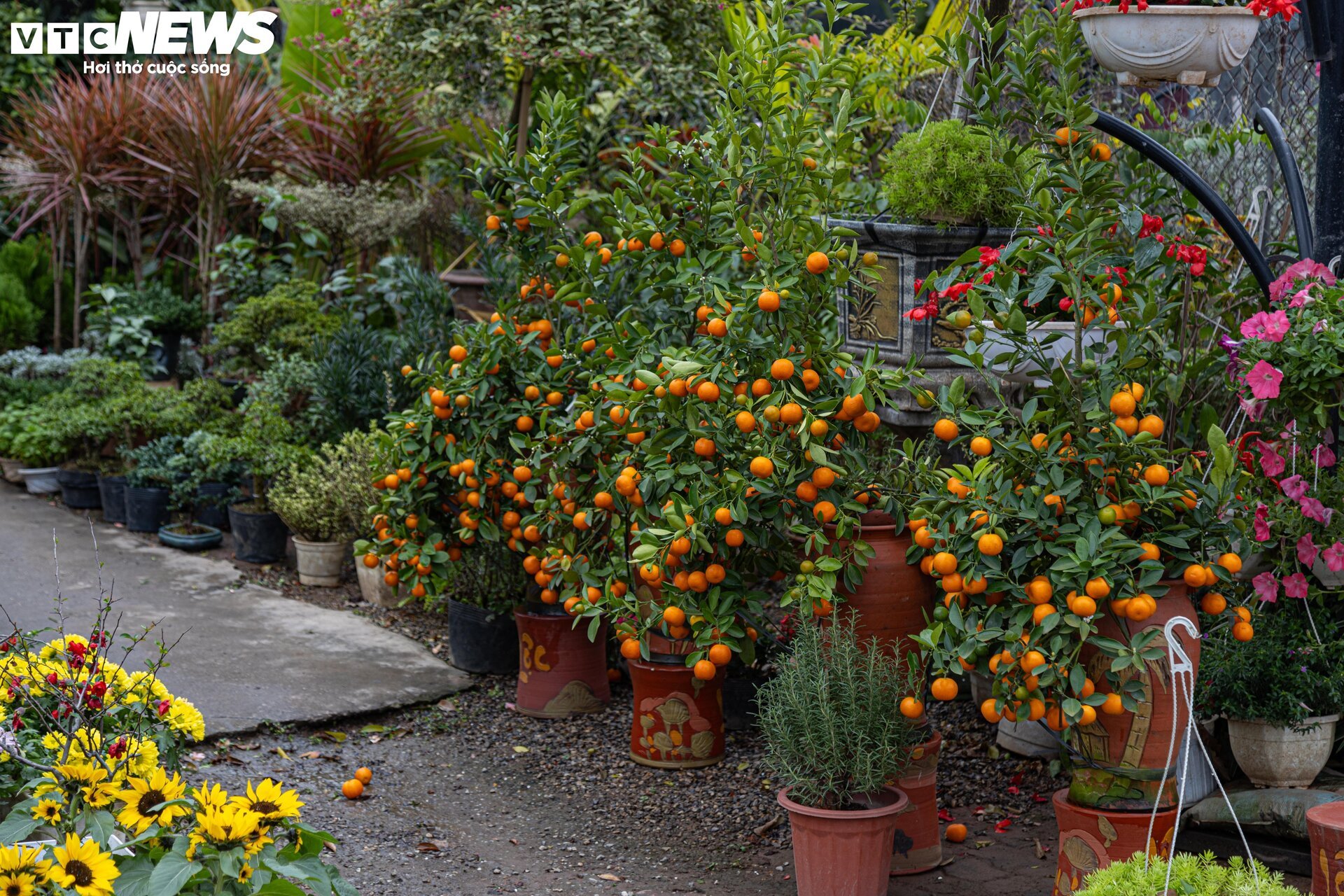 Tiểu thương 'xả' đào, quất sau Tết, bán giá rẻ như cho - Ảnh 9