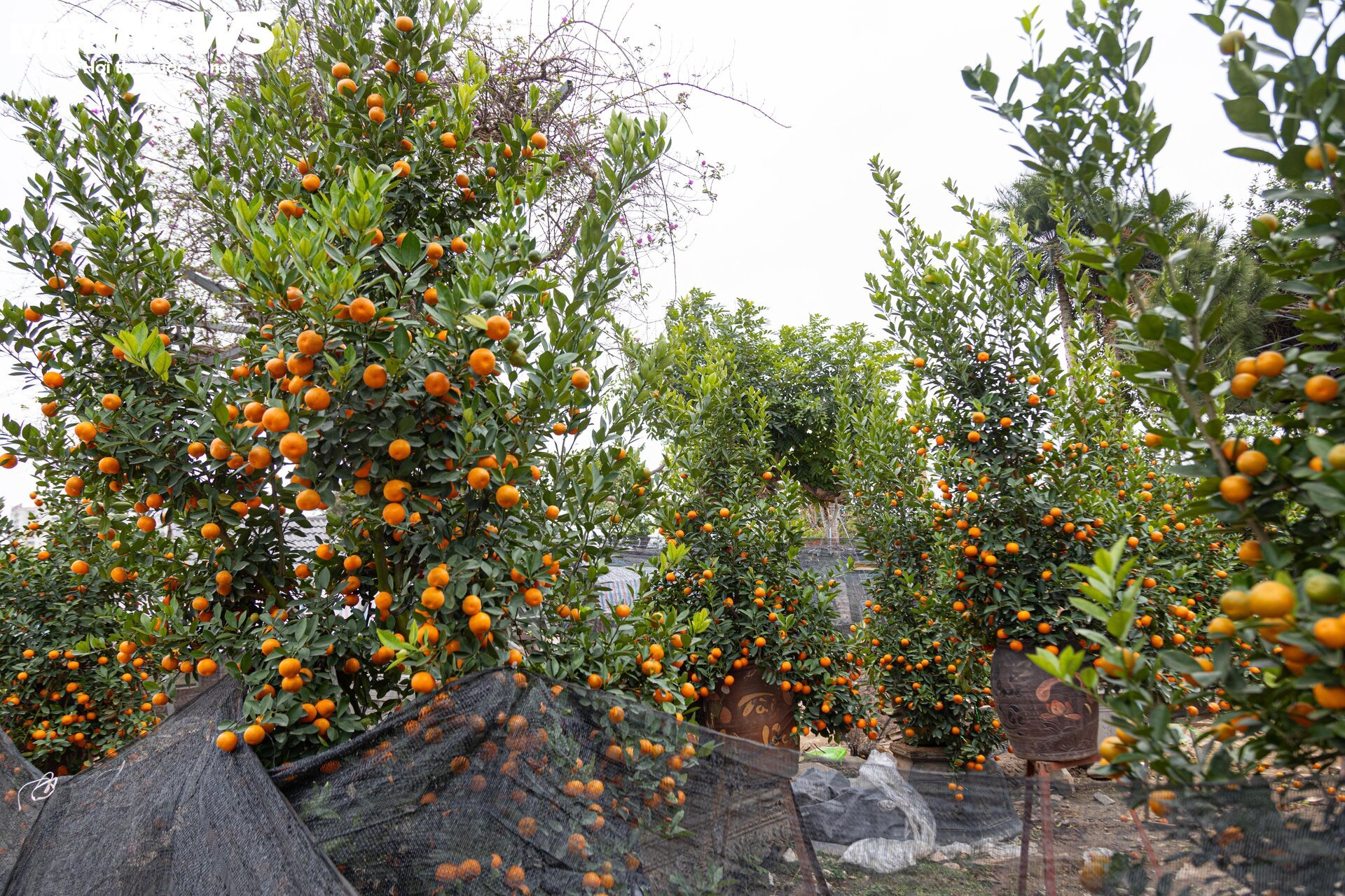 Tiểu thương 'xả' đào, quất sau Tết, bán giá rẻ như cho - Ảnh 11