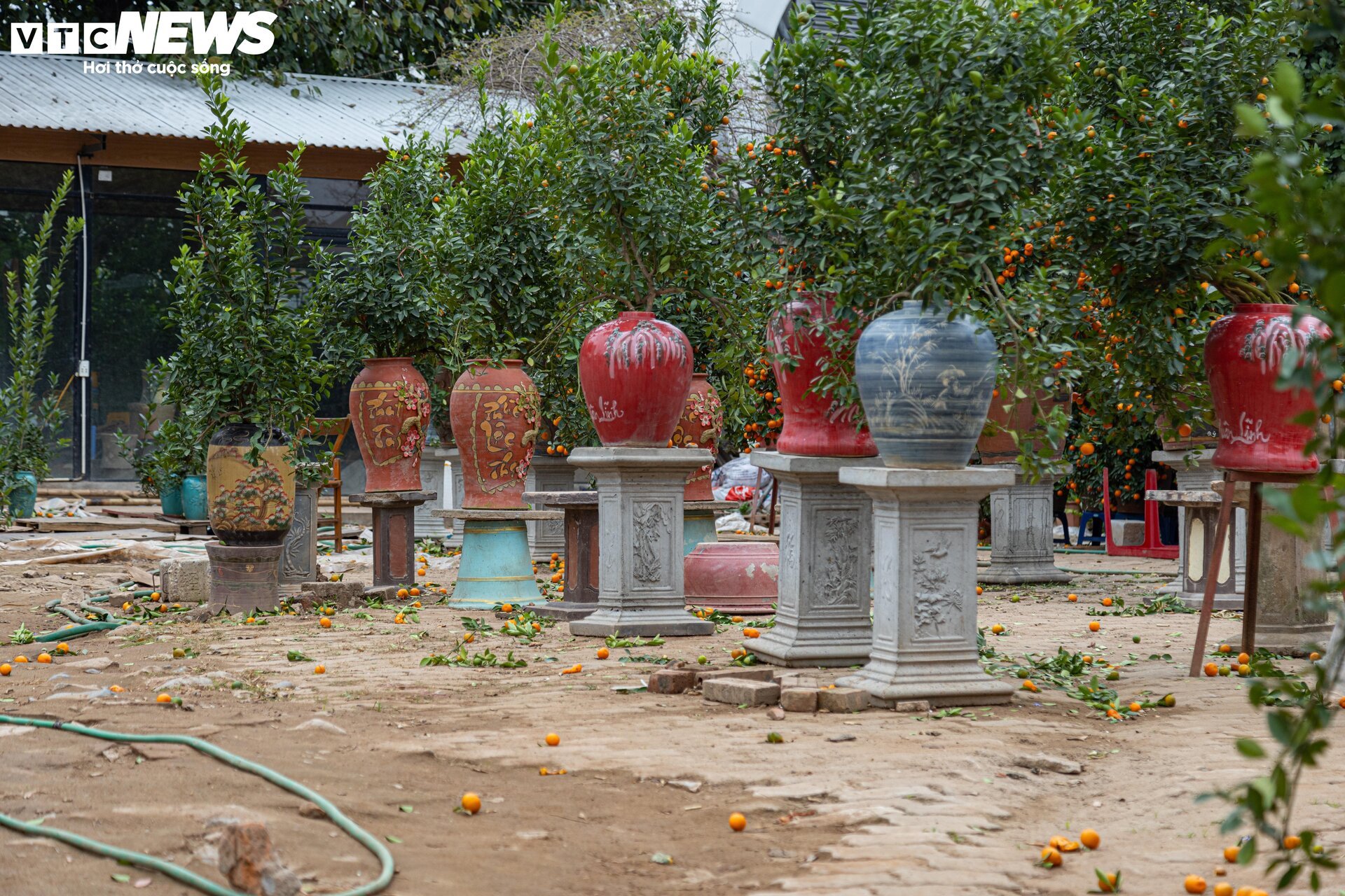 Tiểu thương 'xả' đào, quất sau Tết, bán giá rẻ như cho - Ảnh 15