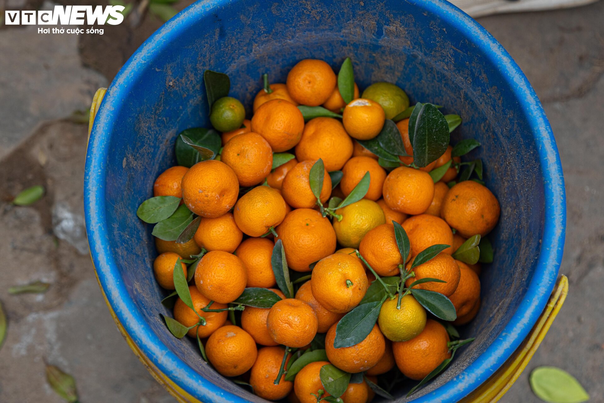 Tiểu thương 'xả' đào, quất sau Tết, bán giá rẻ như cho - Ảnh 14