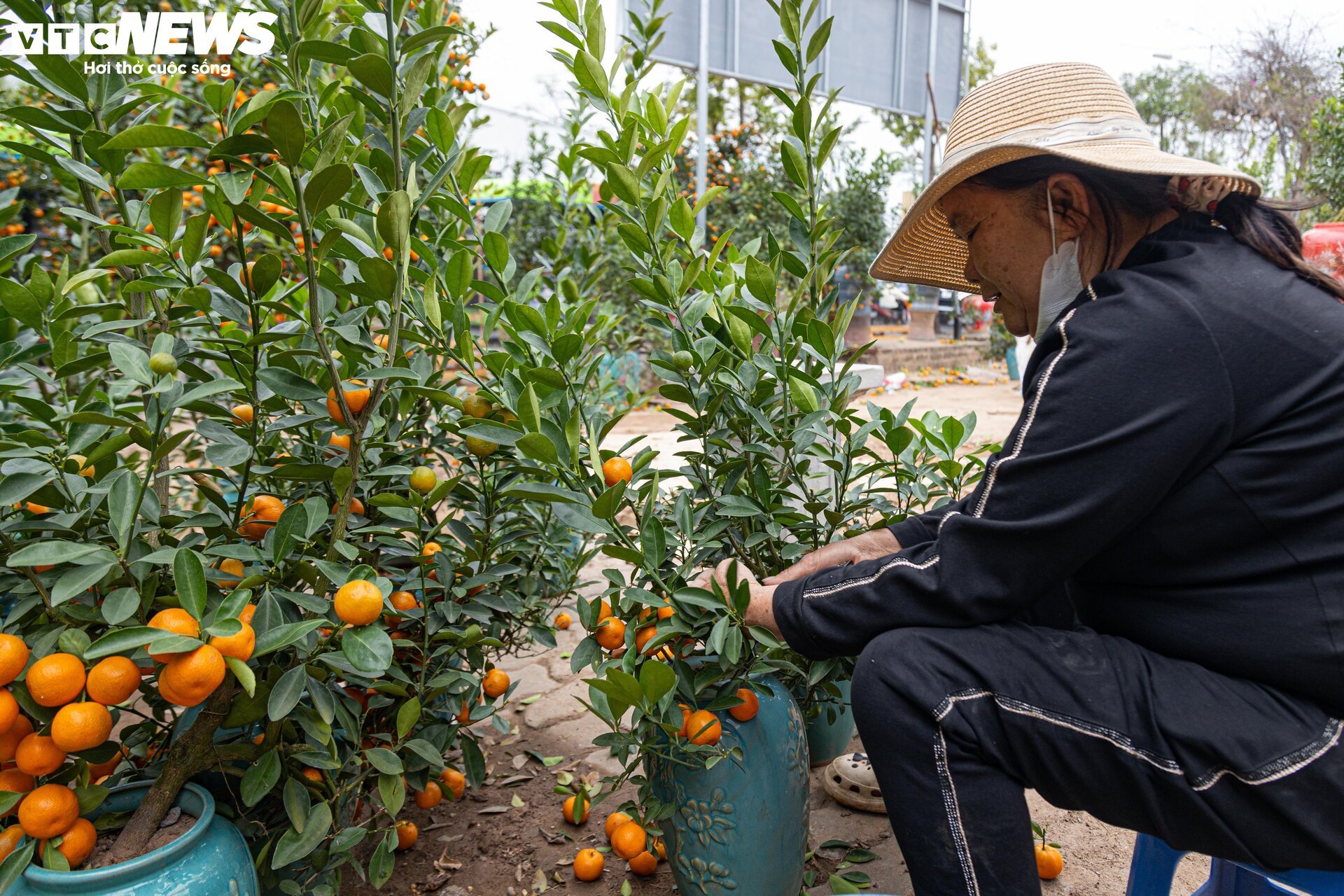 Tiểu thương 'xả' đào, quất sau Tết, bán giá rẻ như cho - Ảnh 12