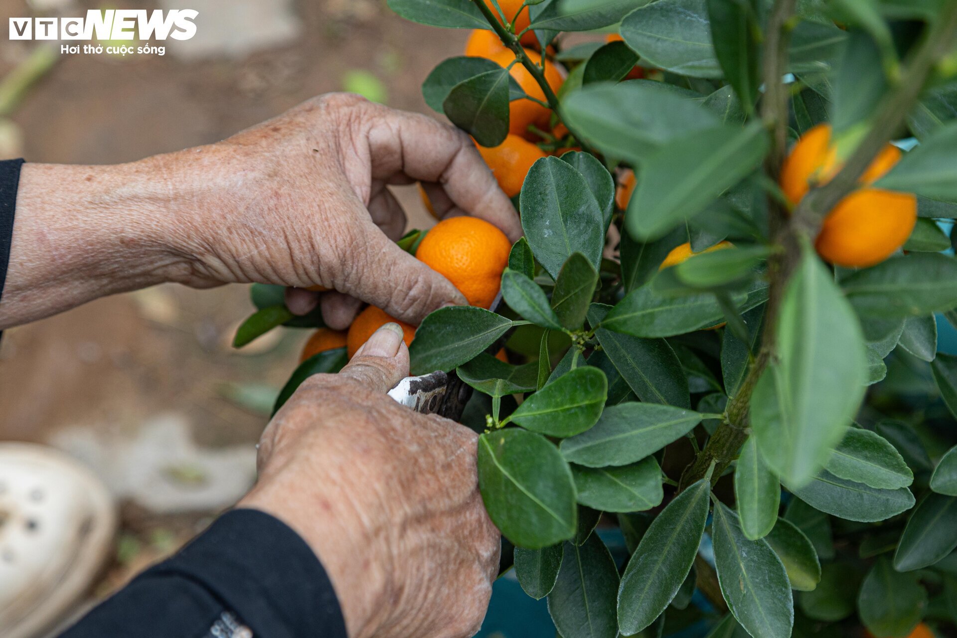 Tiểu thương 'xả' đào, quất sau Tết, bán giá rẻ như cho - Ảnh 13