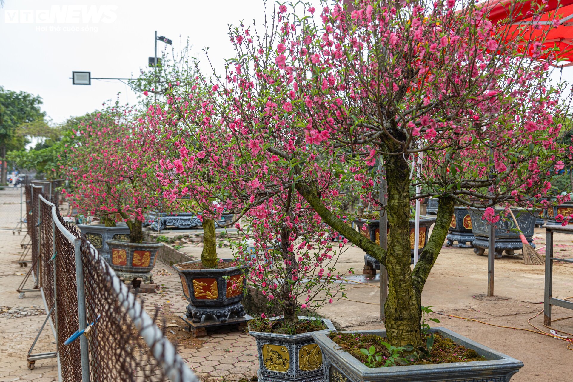 Tiểu thương 'xả' đào, quất sau Tết, bán giá rẻ như cho - Ảnh 1