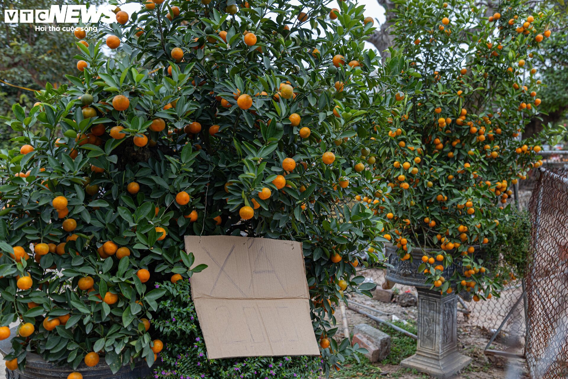 Tiểu thương 'xả' đào, quất sau Tết, bán giá rẻ như cho - Ảnh 10