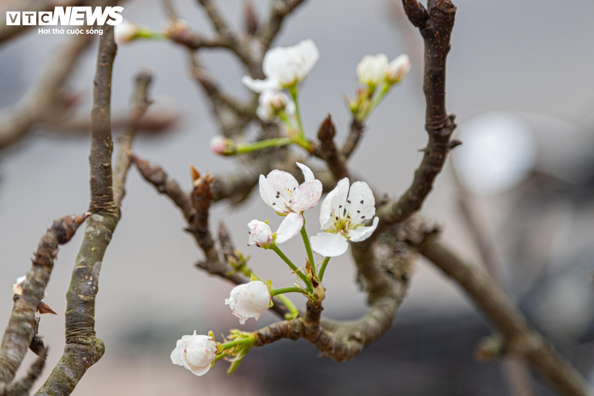 Tiểu thương 'xả' đào, quất sau Tết, bán giá rẻ như cho - Ảnh 20