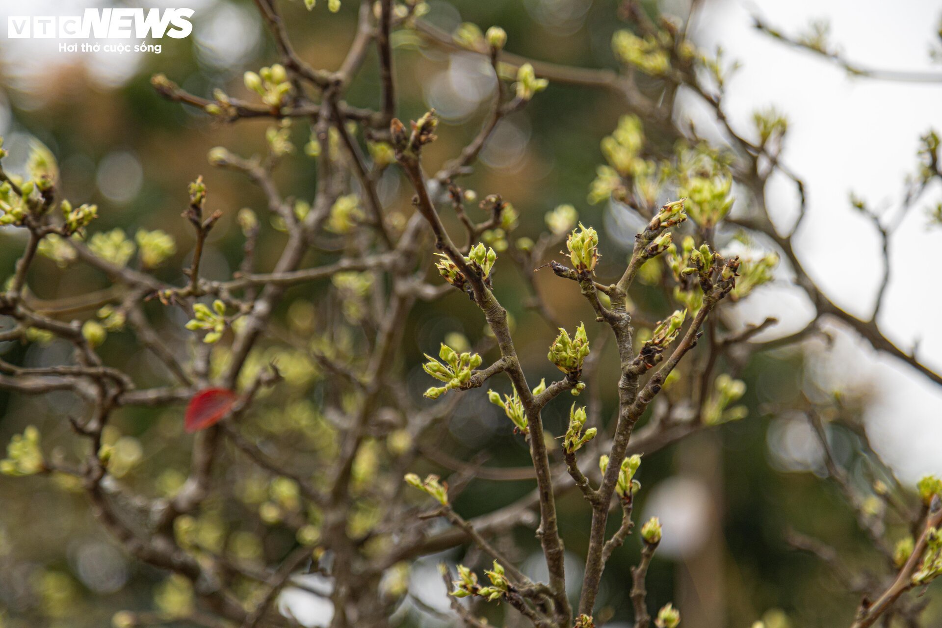 Tiểu thương 'xả' đào, quất sau Tết, bán giá rẻ như cho - Ảnh 19