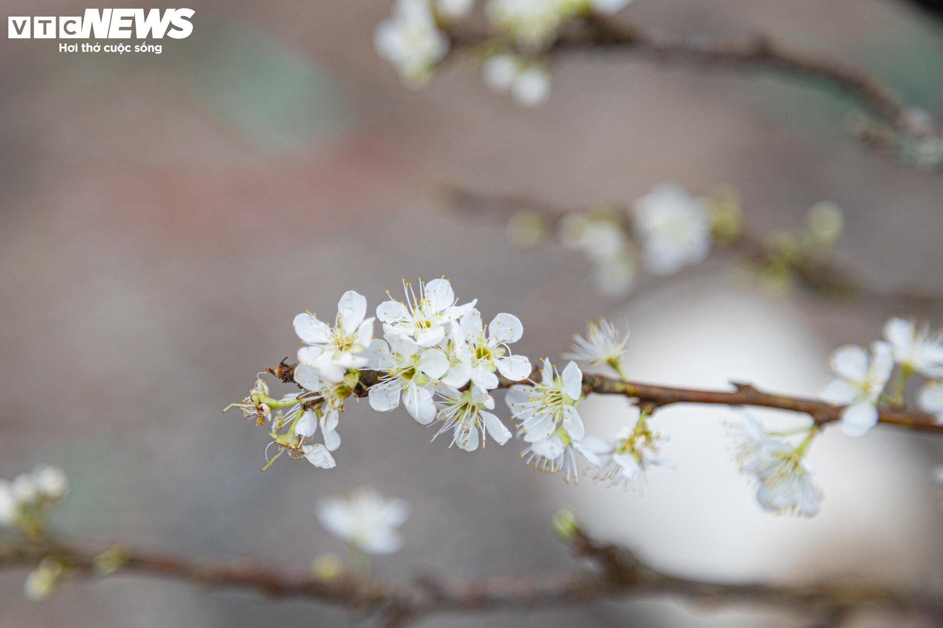 Tiểu thương 'xả' đào, quất sau Tết, bán giá rẻ như cho - Ảnh 21