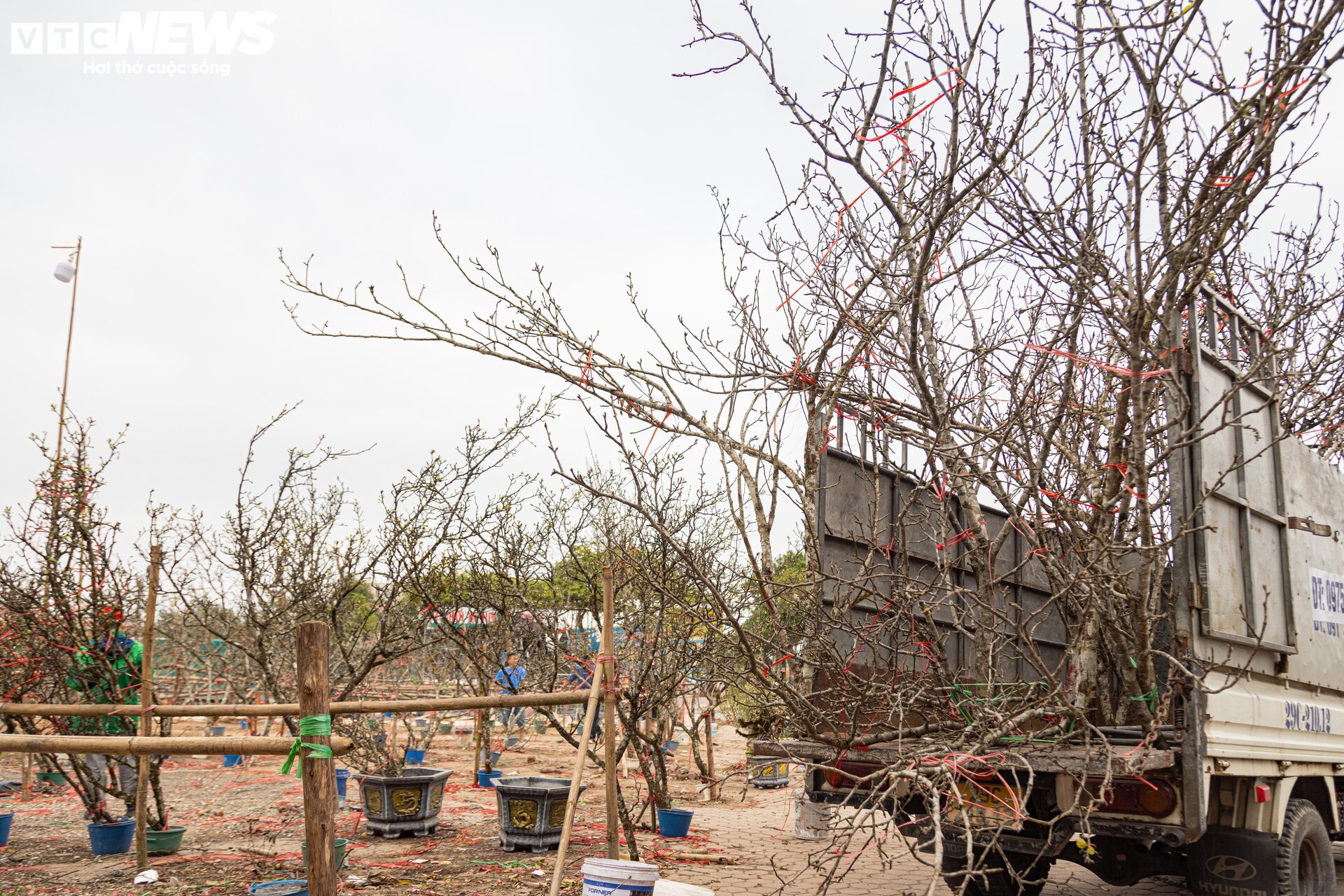 Tiểu thương 'xả' đào, quất sau Tết, bán giá rẻ như cho - Ảnh 17