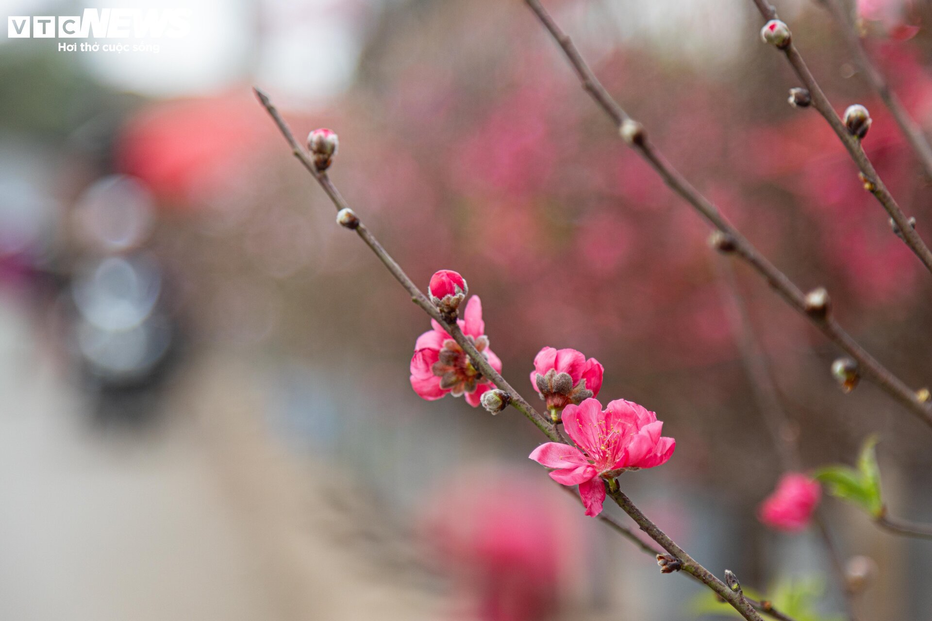 Tiểu thương 'xả' đào, quất sau Tết, bán giá rẻ như cho - Ảnh 5