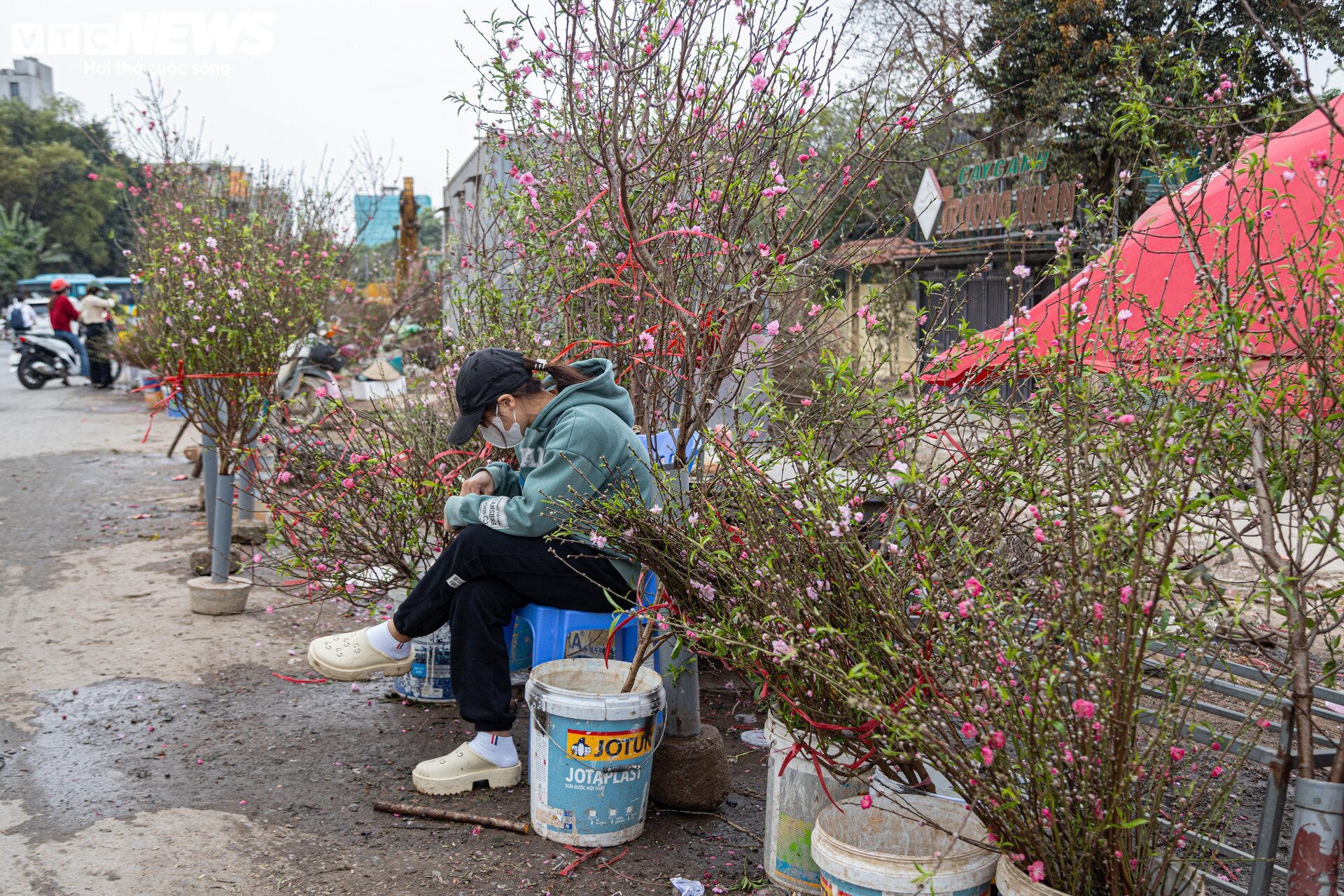 Tiểu thương 'xả' đào, quất sau Tết, bán giá rẻ như cho - Ảnh 4