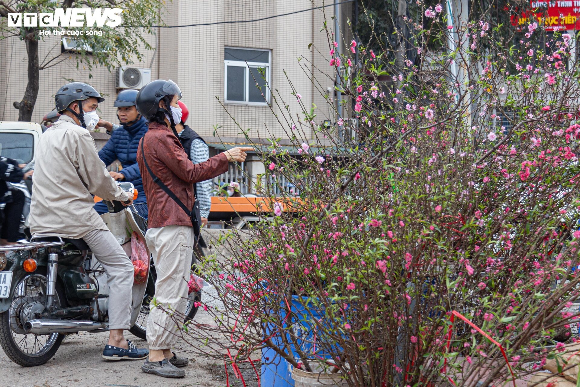 Tiểu thương 'xả' đào, quất sau Tết, bán giá rẻ như cho - Ảnh 7